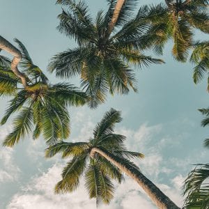 palm_trees_and_blue_sky
